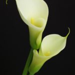 In Memory and In Honor