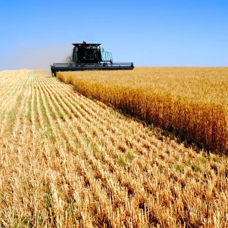 Harvest Combine In Wheat Field