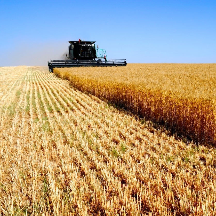 Harvest Combine In Wheat Field